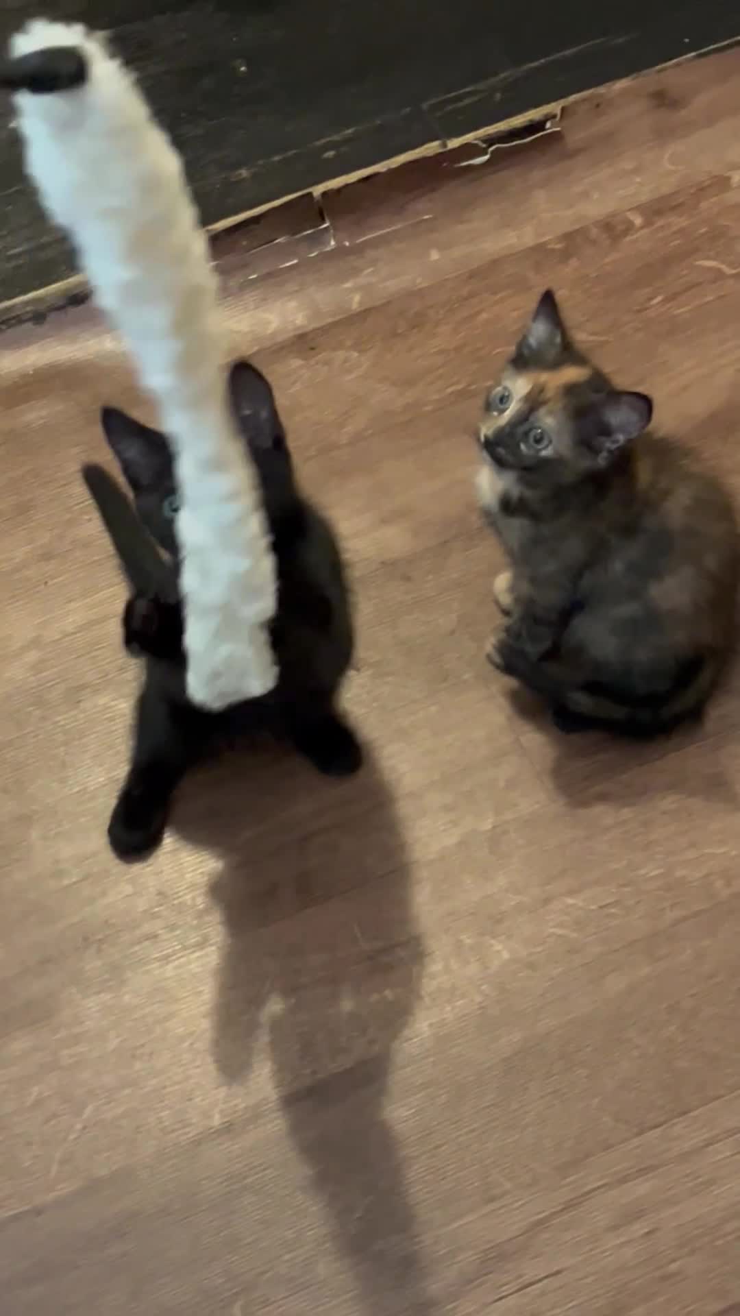 Mixed Breed cats for sale: 5 beautiful and friendly kittens! - Video 3