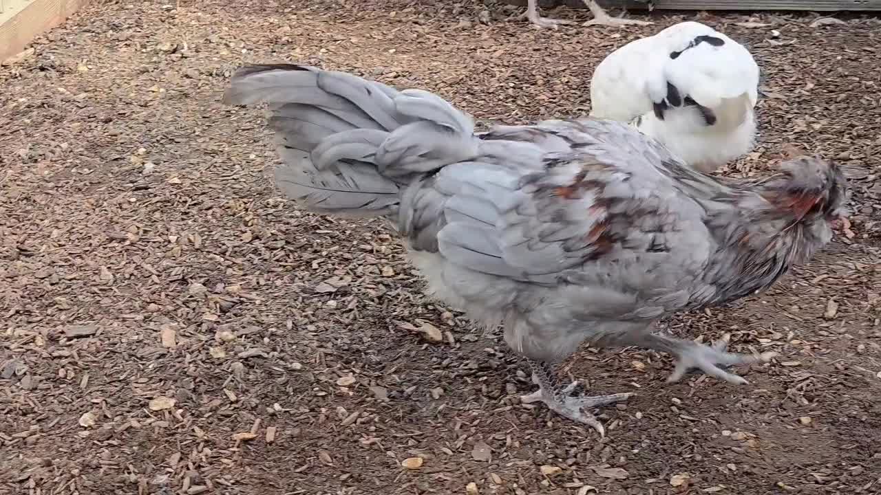 Chickens poultry for sale: Blue & red tailed bearded British Araucana - Video 2