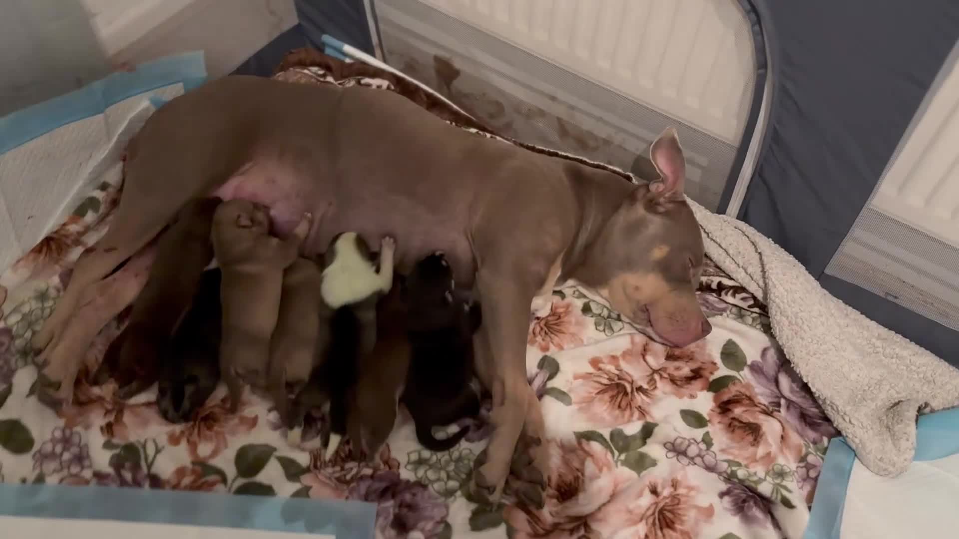 Mixed Breed dogs for sale: Pocket Bully & Siberian Husky Excellent Puppies - Video 1