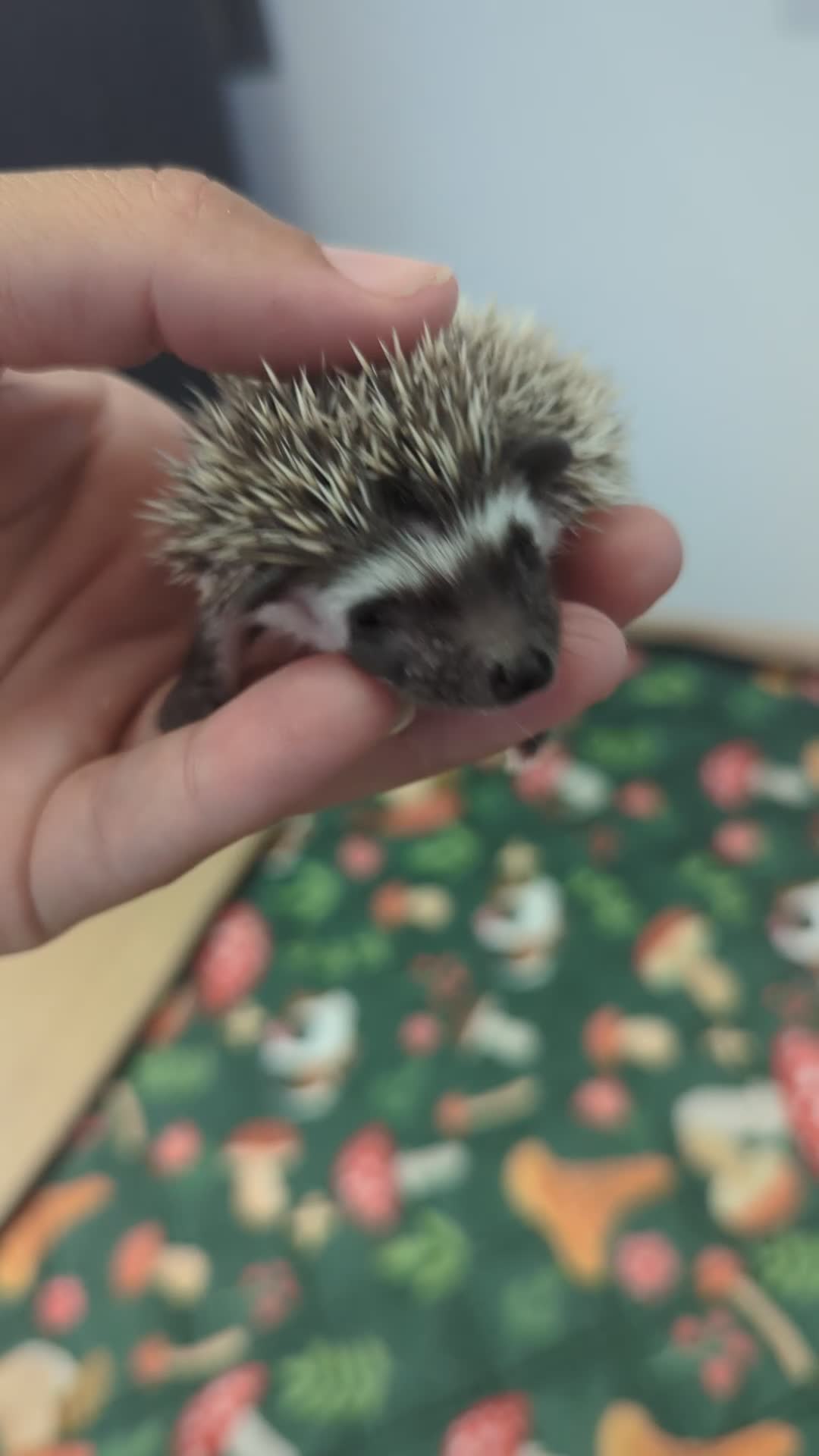 Pygmy Hedgehog rodents for sale: African pygmy hedgehog babies - regularly for sale - Video 2