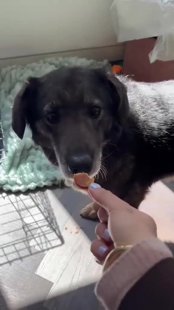 Mixed Breed dogs for adoption: Flower for adoption in London - Video 5