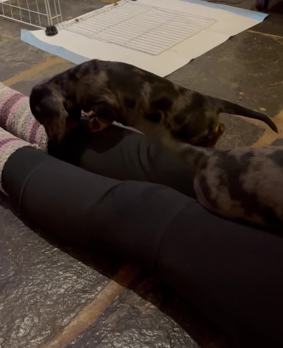 Miniature Dachshund dogs for sale: Stunning Pedigree KC Registered ready from 21 Dec - Video 3