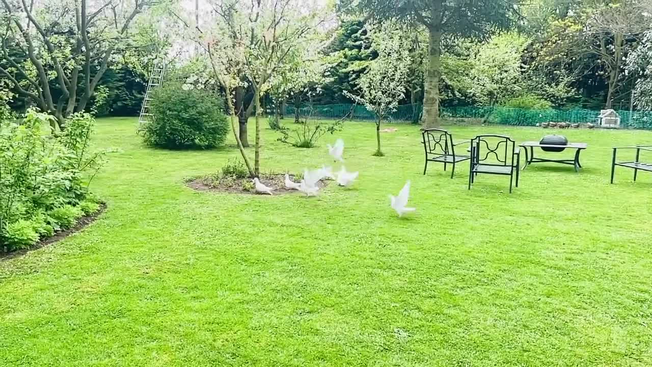 Pigeons birds for sale: White racing Pigeons ,long distance (Debar) - Video 1