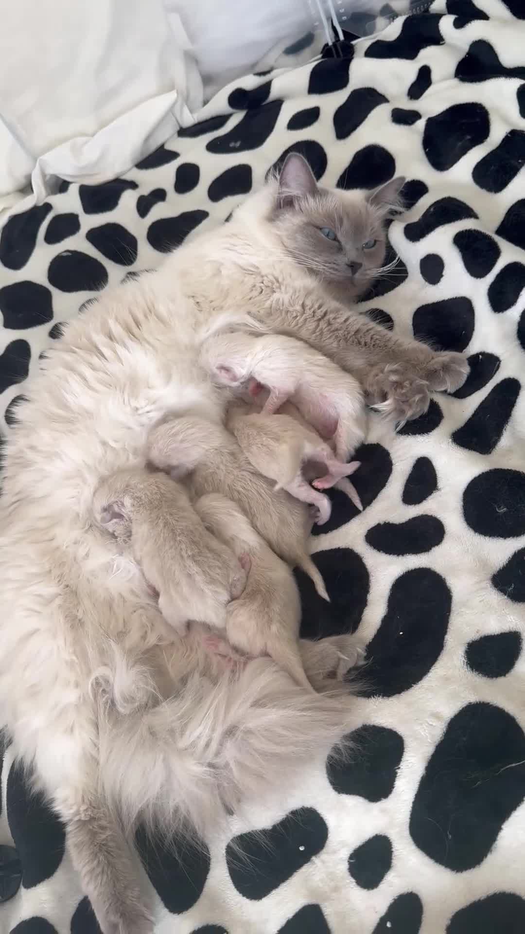 Ragdoll cats for sale: 6 ragdoll kittens - Video 2