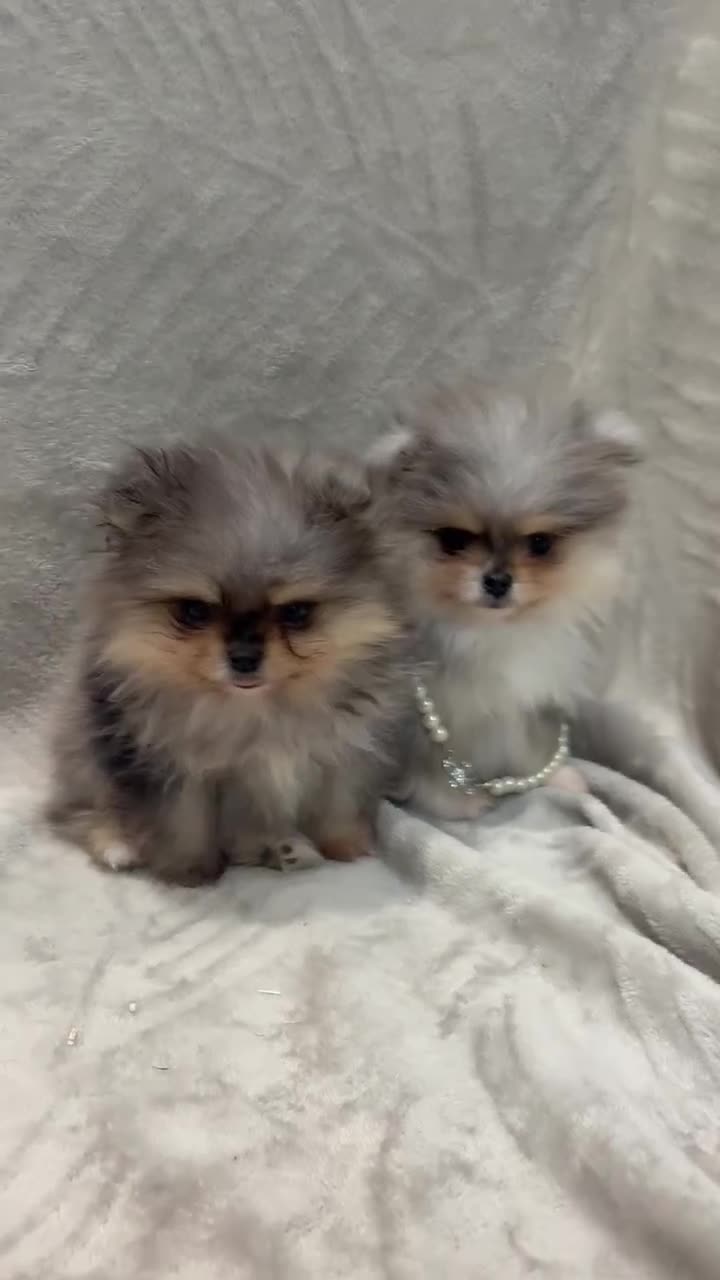 Pomeranian dogs for sale: RUSSIAN SHOW MERLE POMERANIAN PUPPYS  - Video 1