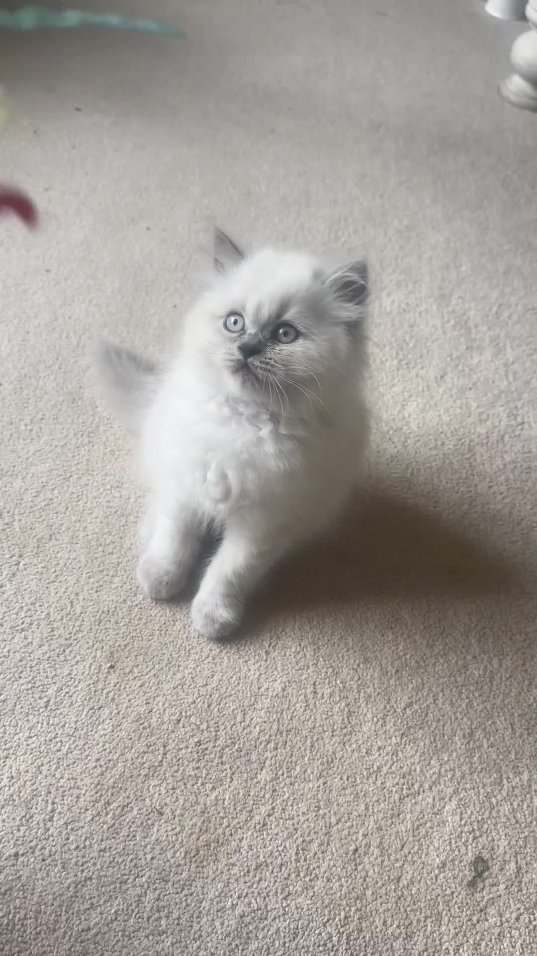 British Shorthair cats for sale: Ready For Forever Homes Soon! - Video 2