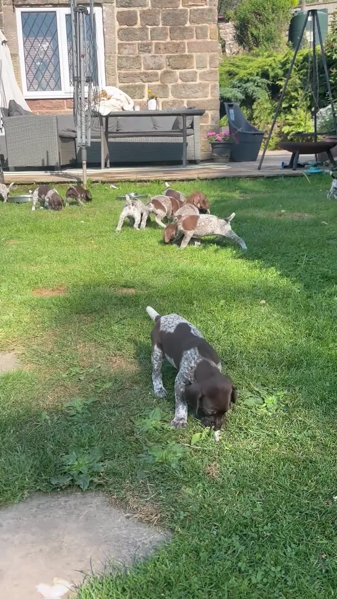 German Shorthaired Pointer dogs for sale: Dorothea and Marjorie - Video 1