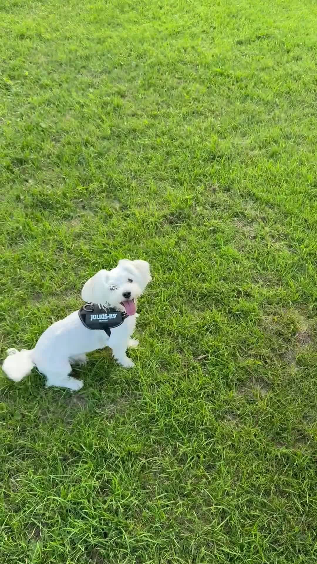 Maltese dogs for sale: Maltese male 💙 - Video 1