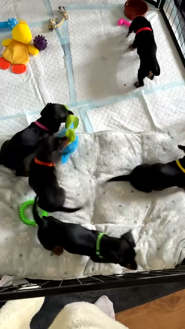 Miniature Dachshund dogs for sale: Miniature dachshund   in Colwyn Bay - Video 1
