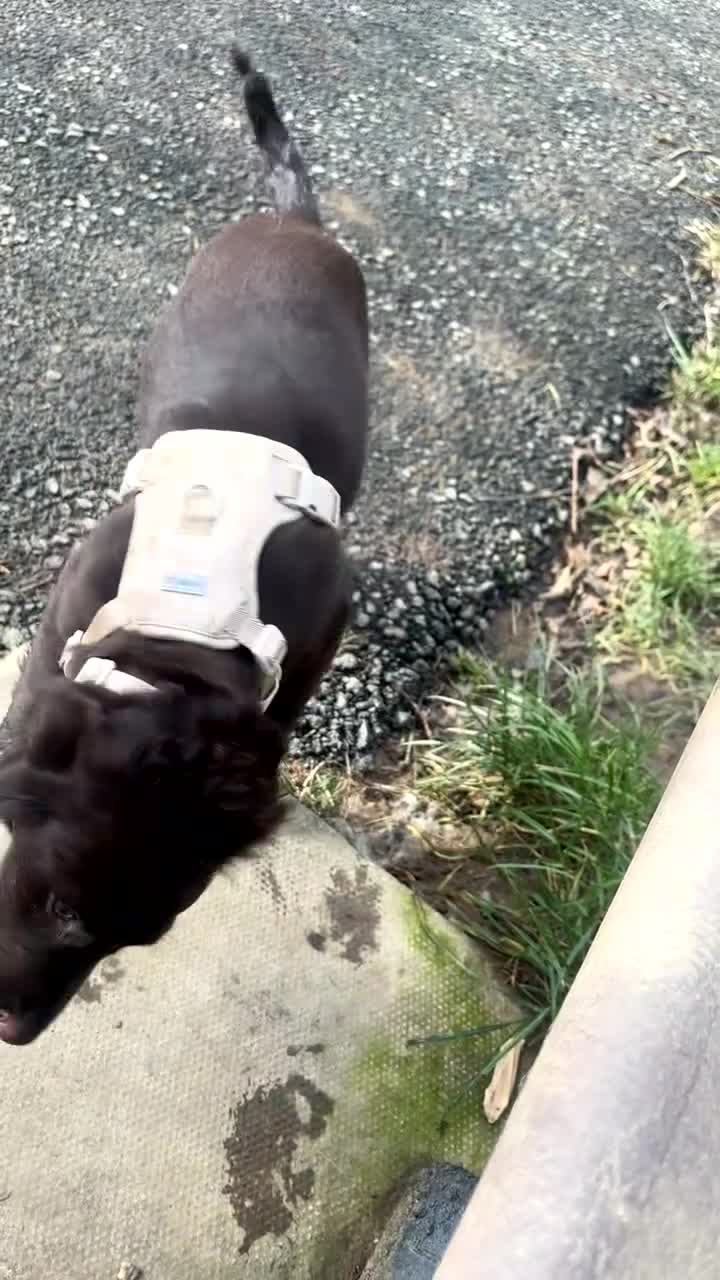 Sprocker dogs for sale: Female working sprocker spaniel  - Video 1