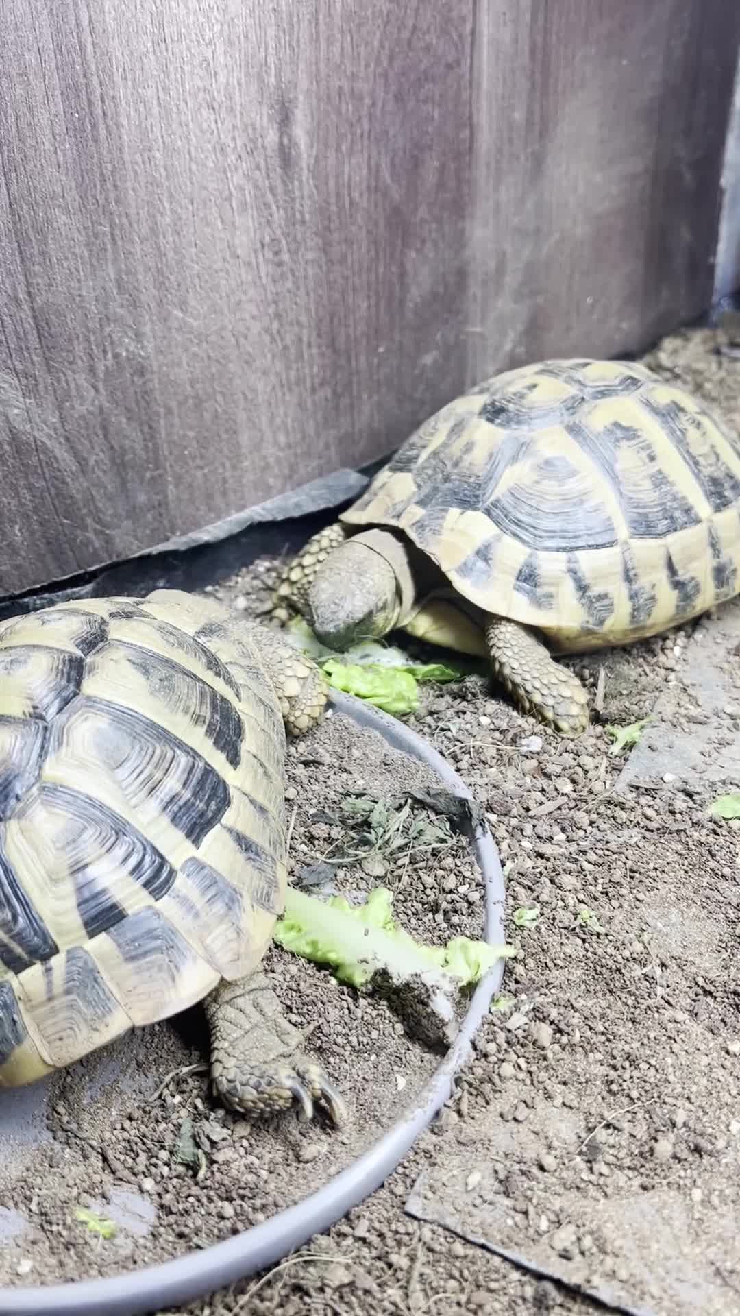 Hermann Tortoise reptiles for sale: Pair of Hermann's Tortoises with Complete Setup - Video 2