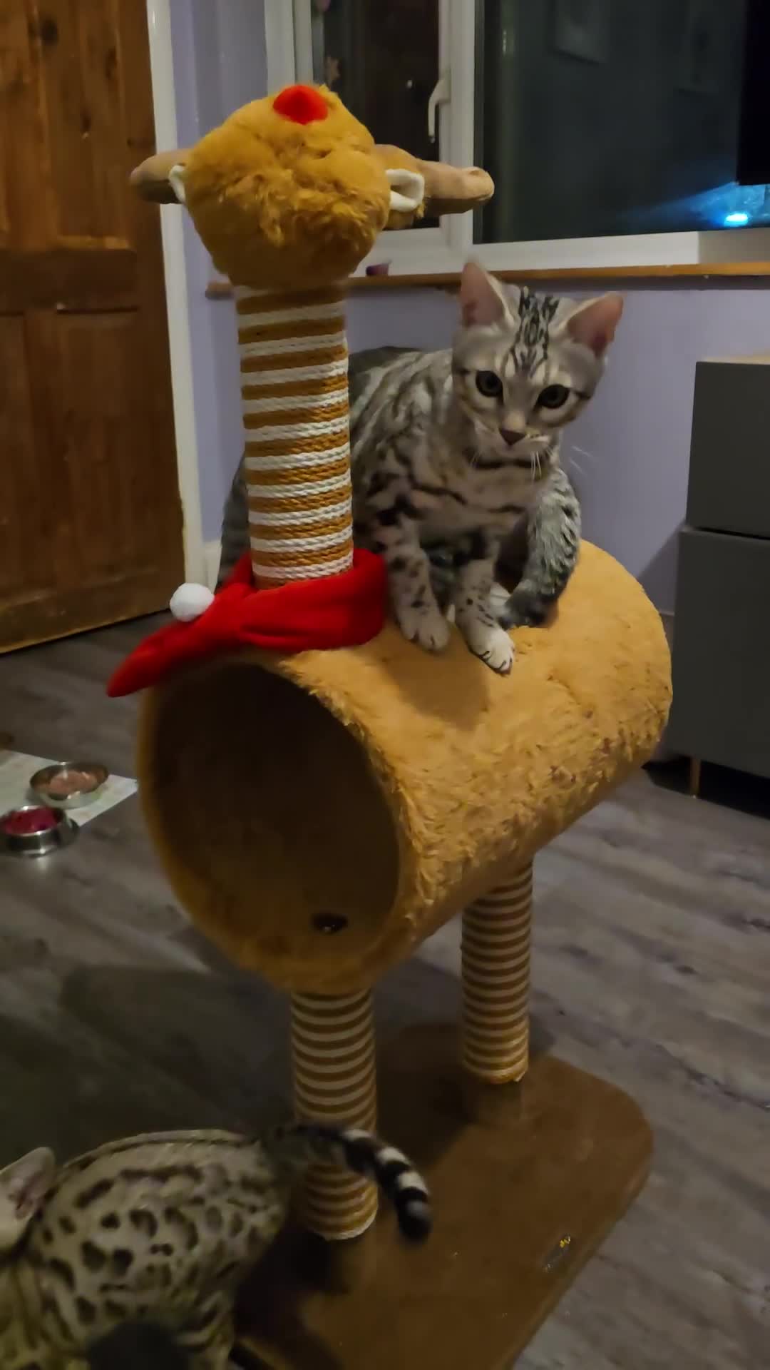 Bengal cats for sale:  Championship Bengal Kittens  - Video 2