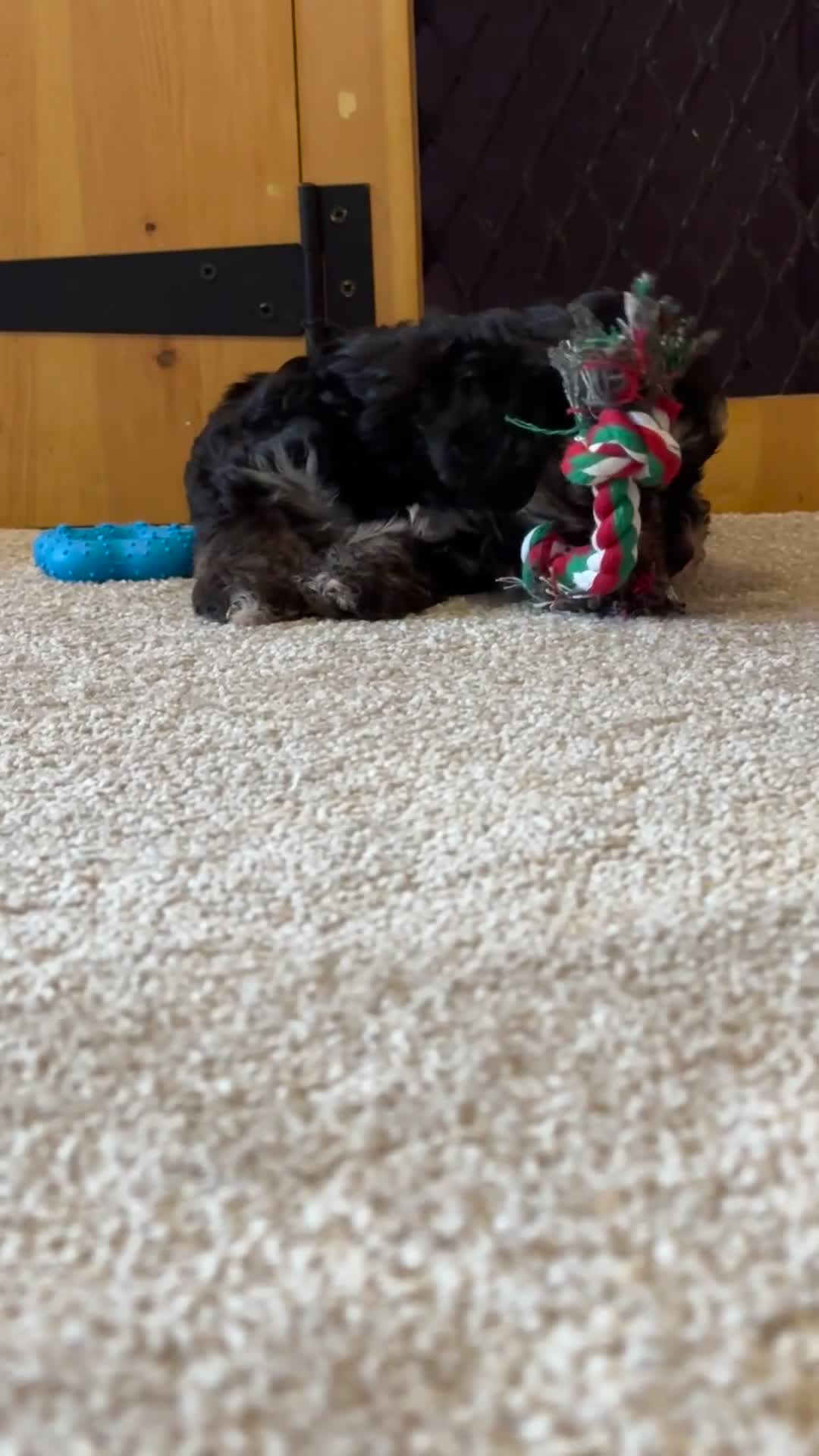 Yorkiepoo dogs for sale: Beautiful puppies  - Video 2