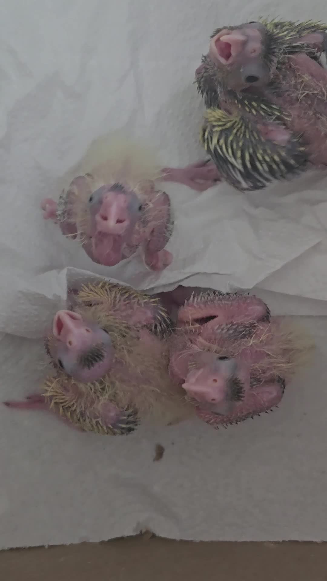 Cockatiels birds for sale: Young cockatiel for sale in Isleworth - Video 1