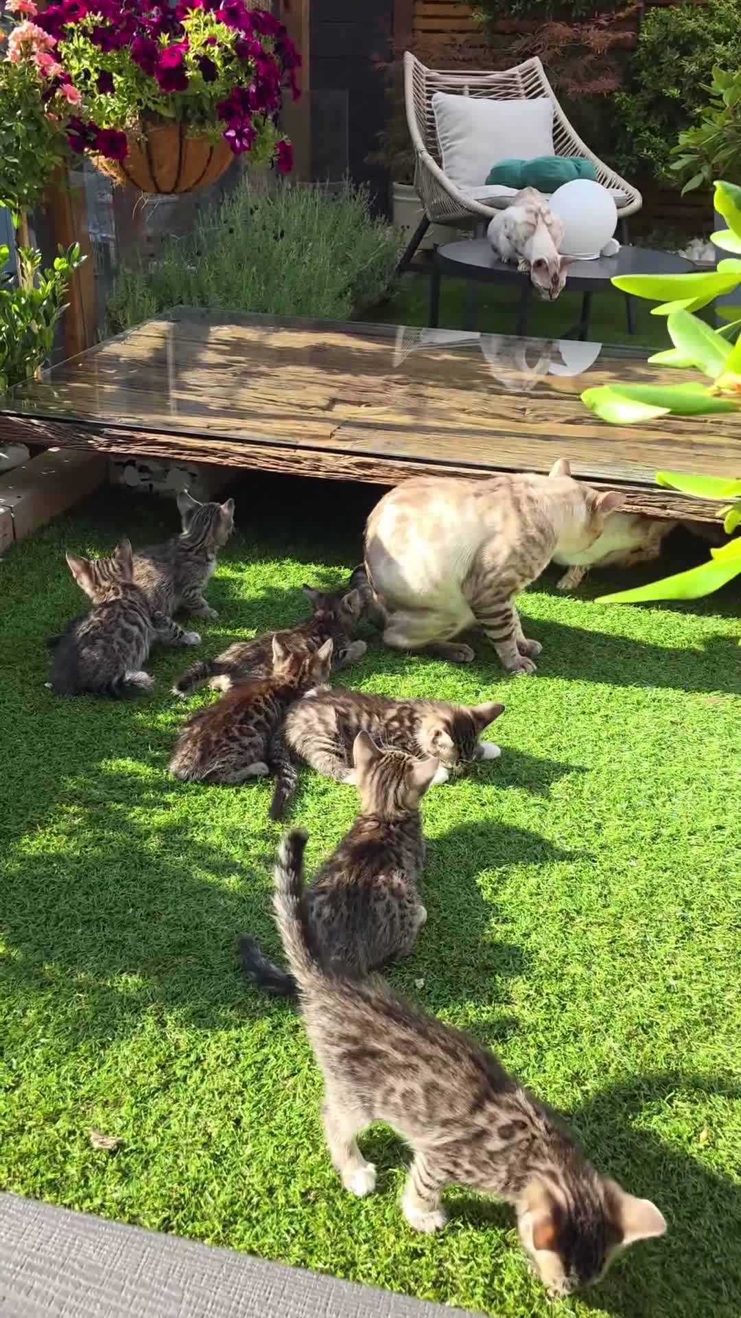 Bengal cats for sale: Gorgeous kittens, Wild-Patterned, Stunning Looks - Video 2