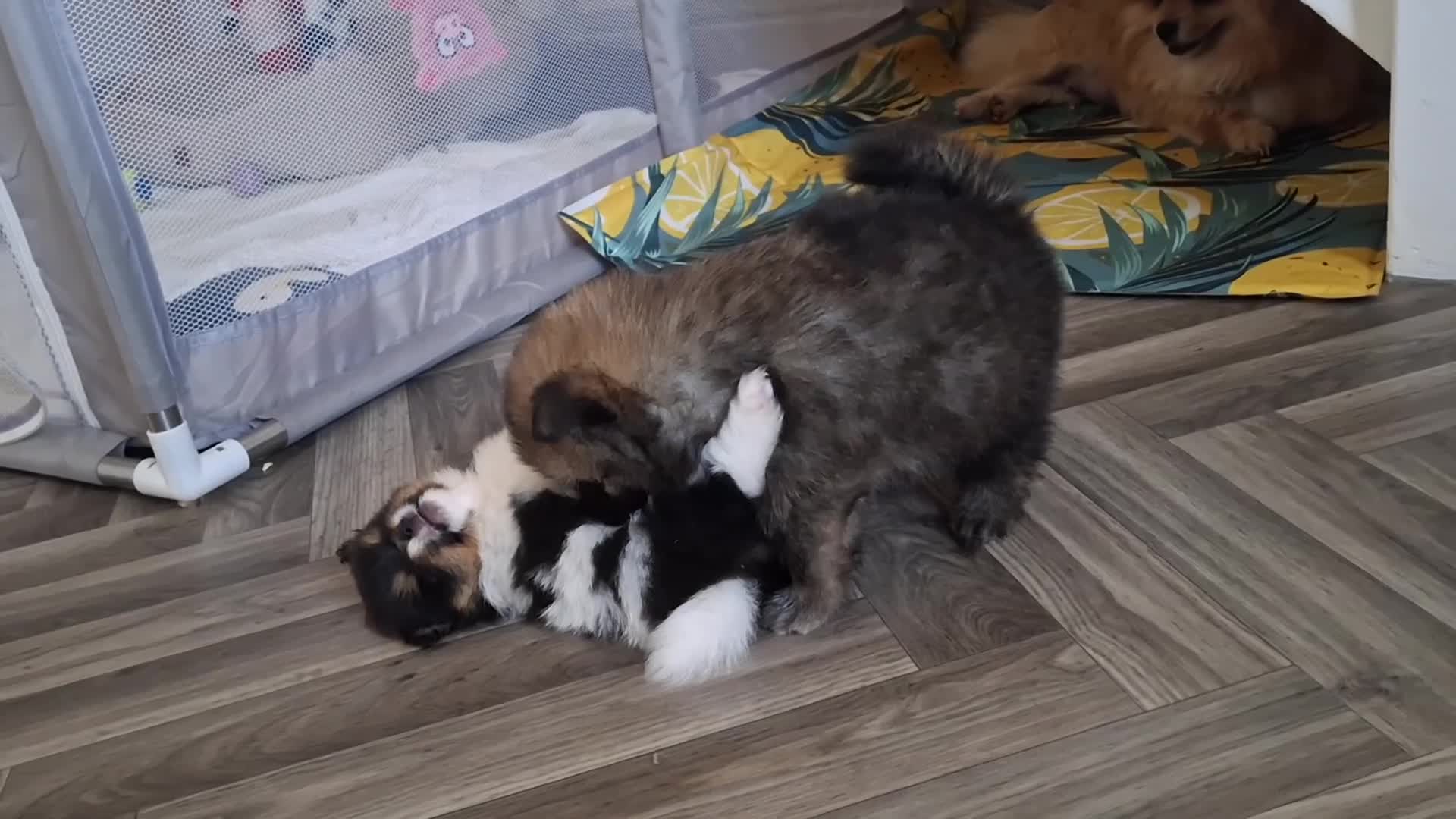 Pomeranian dogs for sale: 2 beautiful pom boys waiting for 4ever homes🥰 - Video 2
