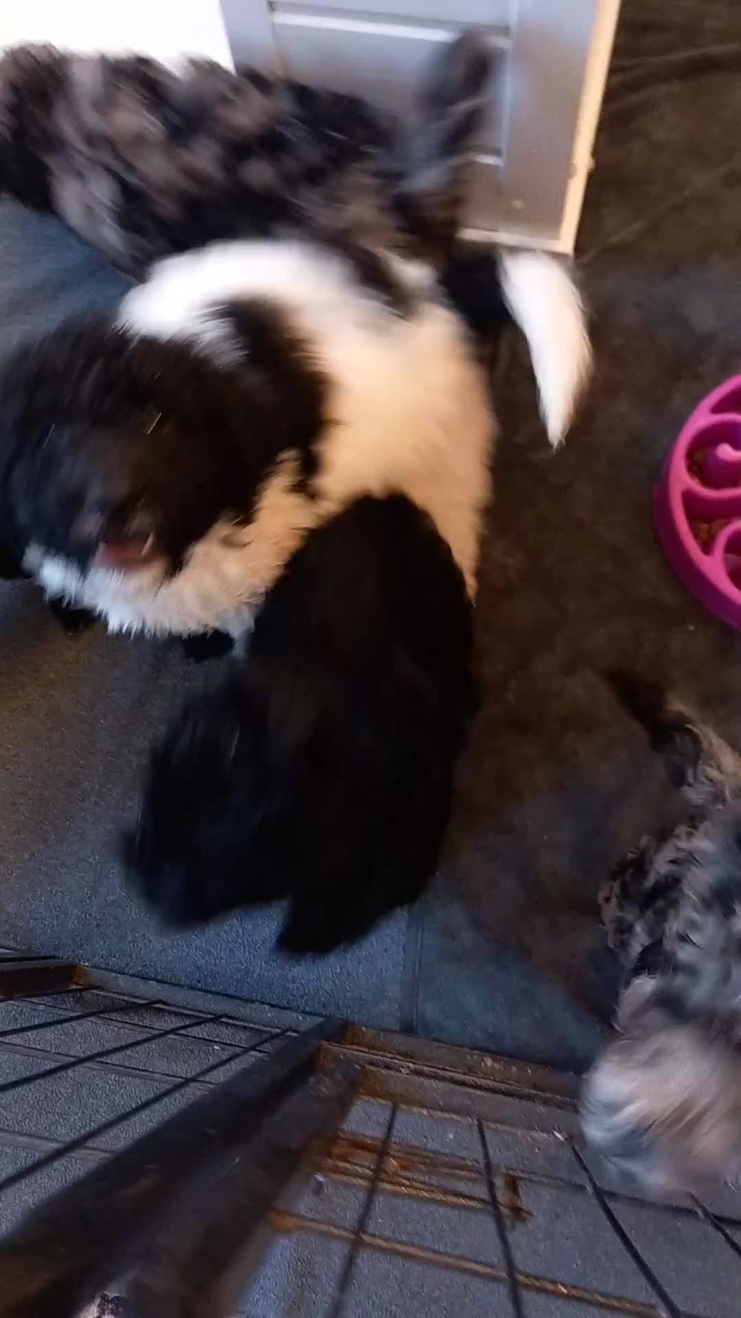 Cockapoo dogs for sale: Beautiful colourful Cockapoo puppies - Video 2