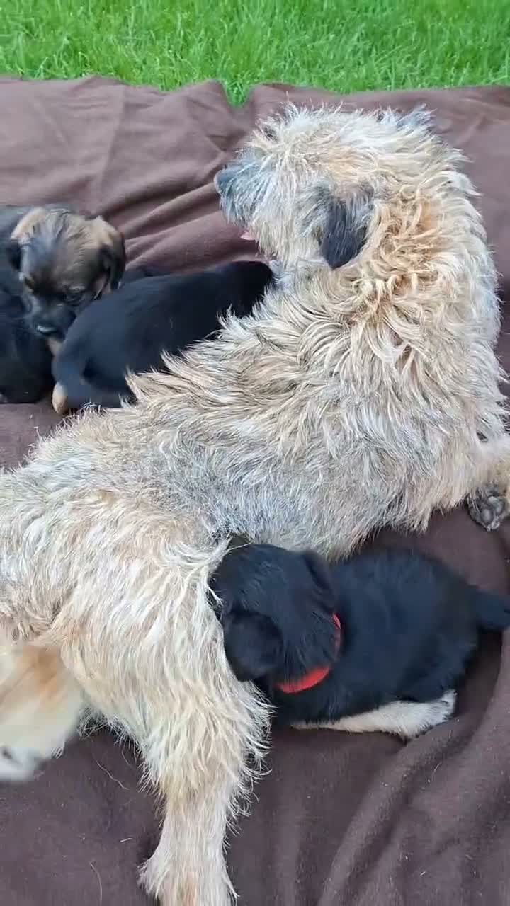 Border Terrier dogs for sale: BORDER TERRIERS SLEM CLEAR  - Video 1