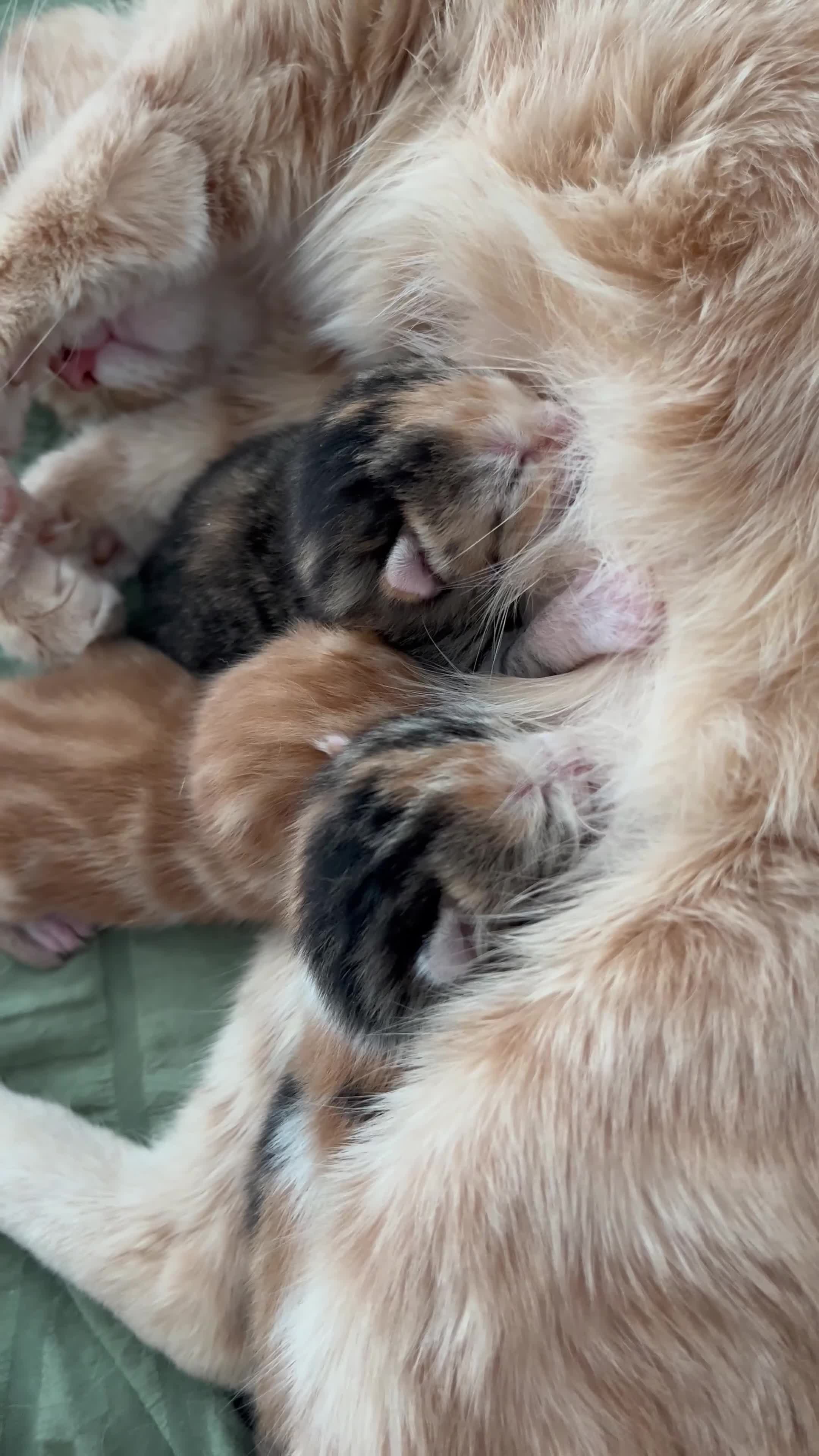 American Shorthair cats for sale: Shorthair Kittens for Reserve - Video 1