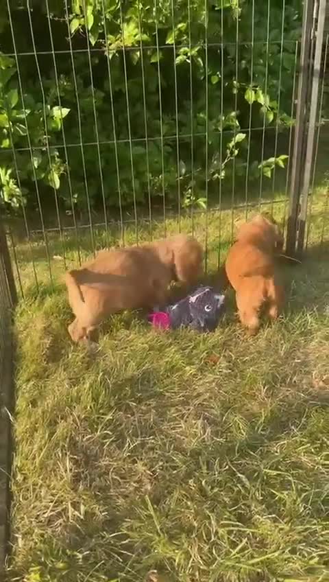 Cocker Spaniel dogs for sale: STUNNING Rizi Bizi sired Cocker puppies DNA Tested - Video 1