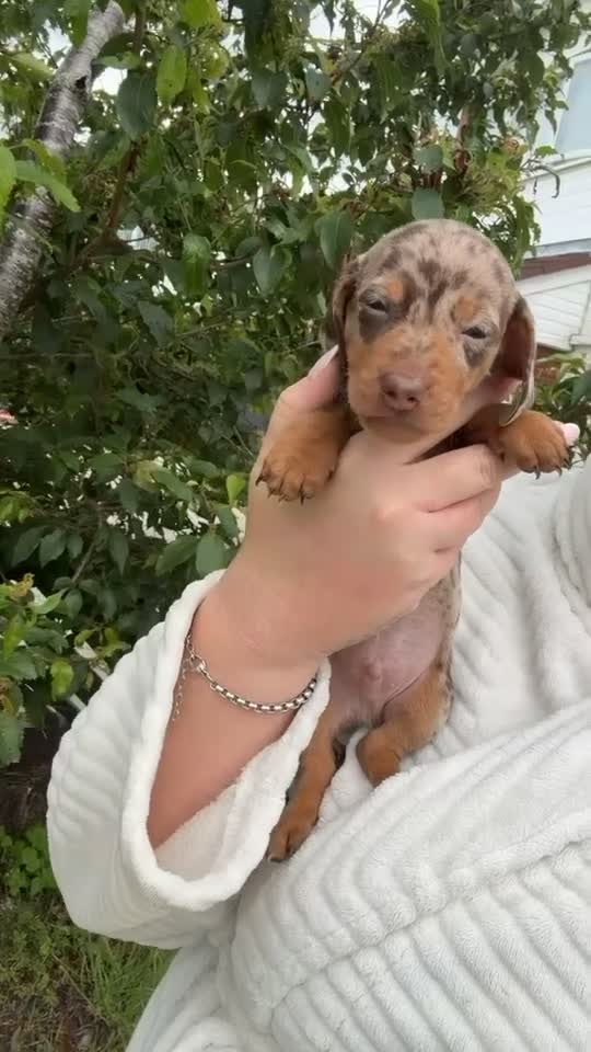 Miniature Dachshund dogs for sale: 4 gorgeous boys looking for their forever homes  - Video 3