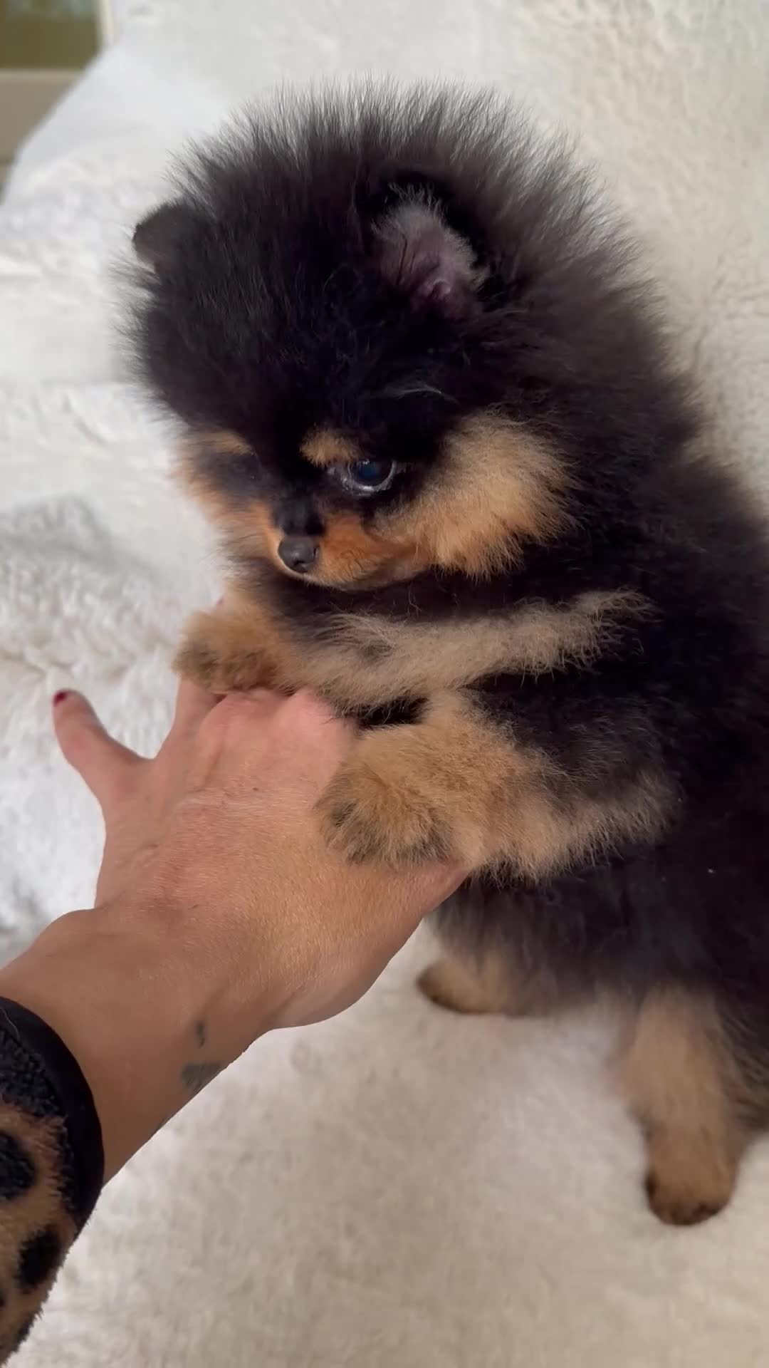 Pomeranian dogs for sale: 🏆KC Russian/Taiwan 🏆Pomeranian puppies - Video 1