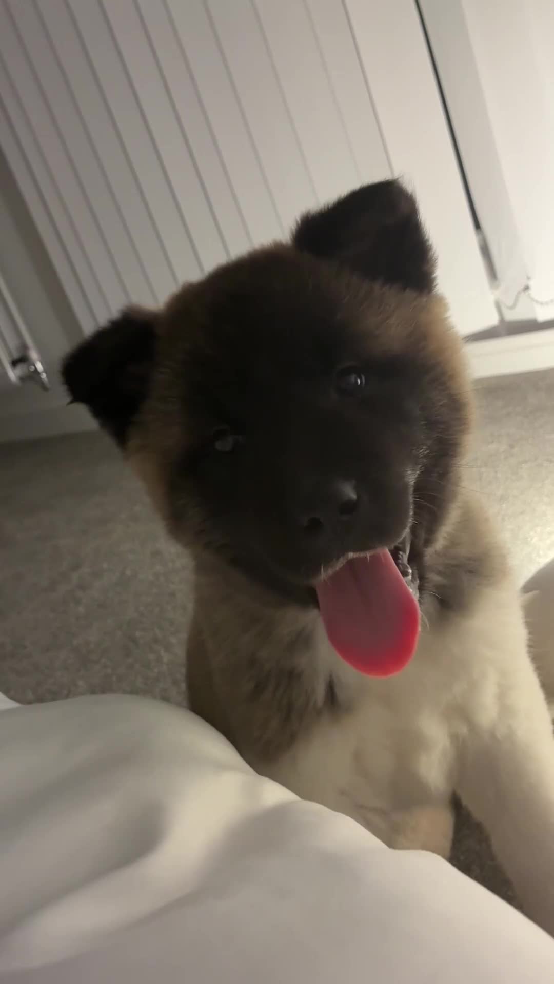 Akita dogs for sale: Likkle Sweetheart Akita Pup - Video 2