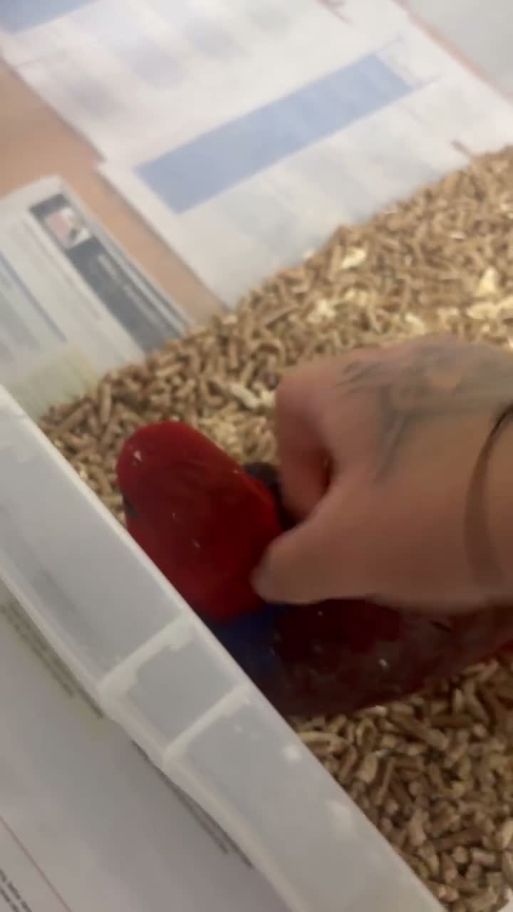Parrots birds for sale: Hand Reared Female Baby Eclectus  - Video 1