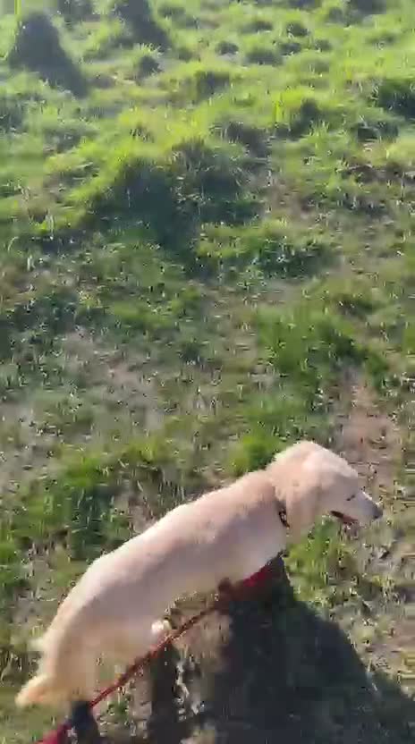 Miniature Dachshund dogs for sale: English cream dachshund puppies  - Video 2