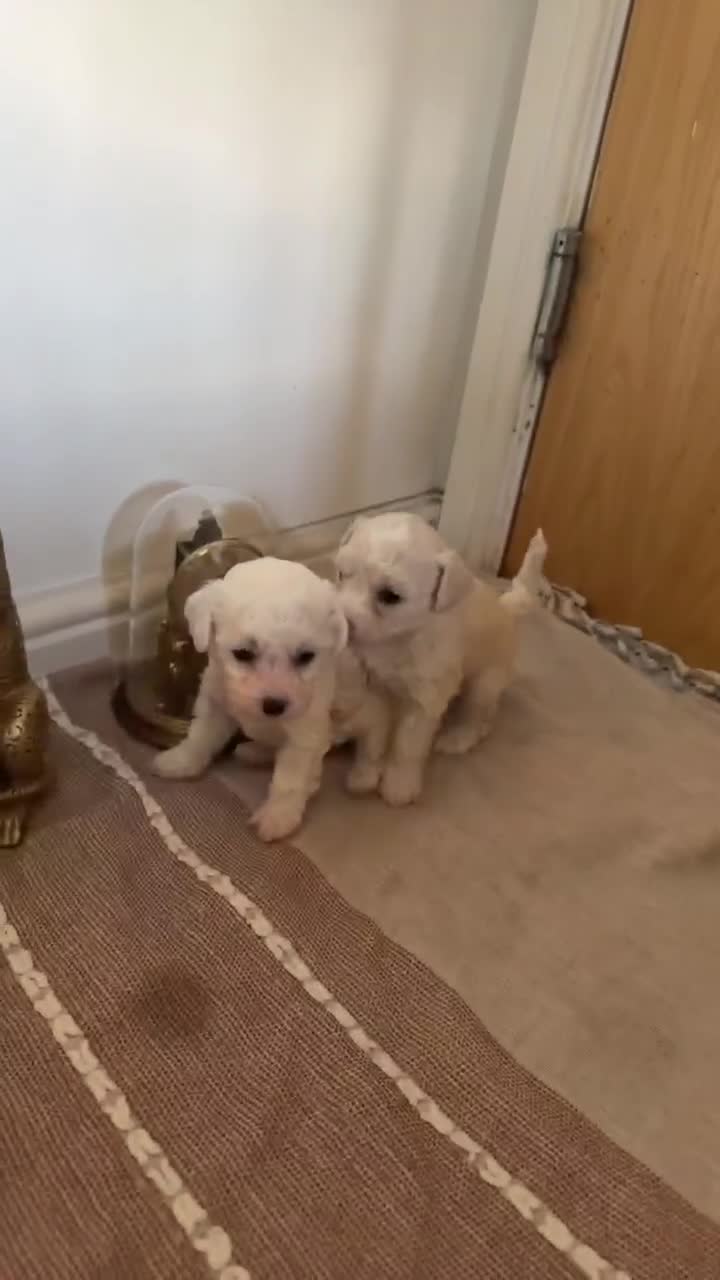 Bichon Frise dogs for sale: 4 Beautiful Bichon Frise Boys Ready Soon - Video 1