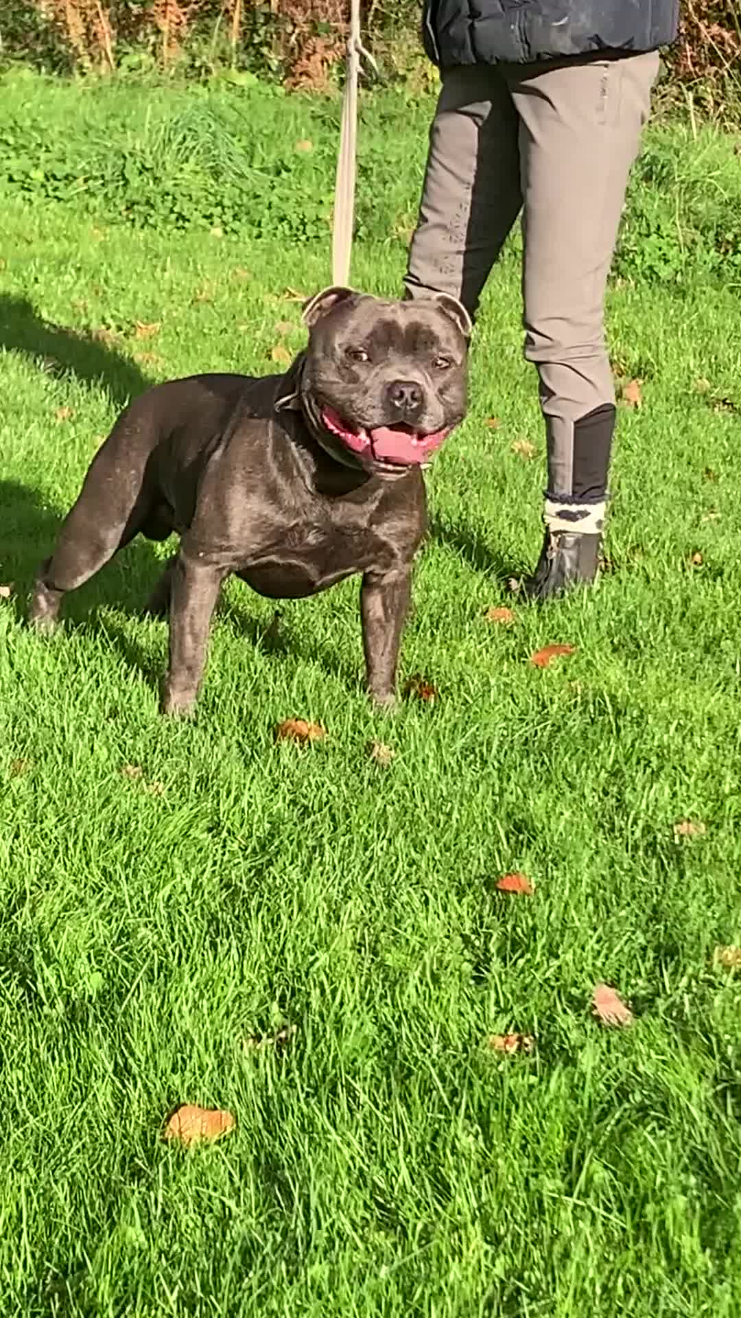 Staffordshire Bull Terrier dogs for stud: BEAUTBULLS BLUE KC REGISTERED STUD - Video 2