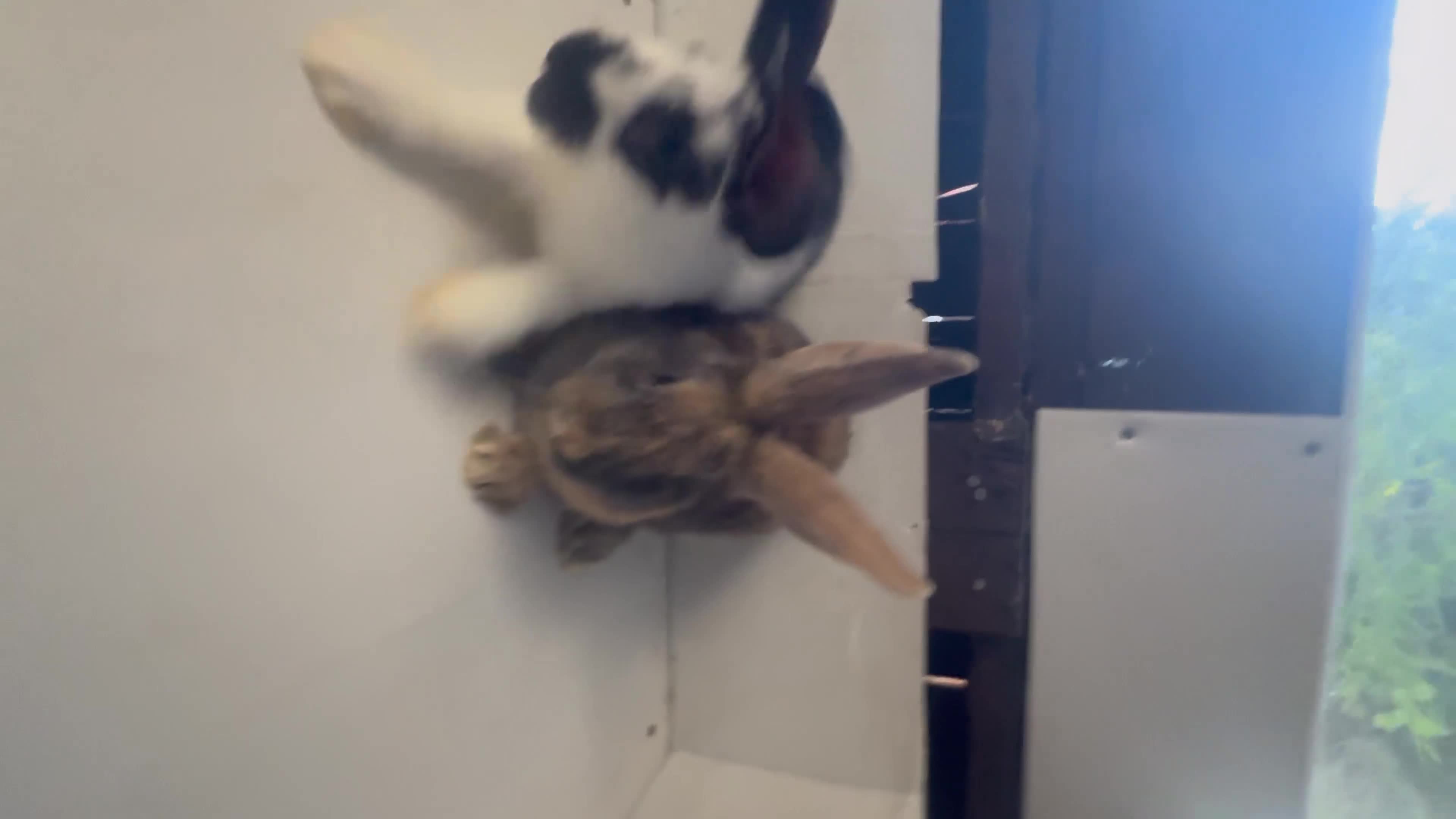 Continental Giant rabbits for sale: Continental giant cross  - Video 2
