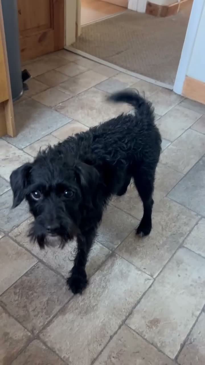 Mixed Breed dogs for sale: 2 female Patterpoos - Video 5