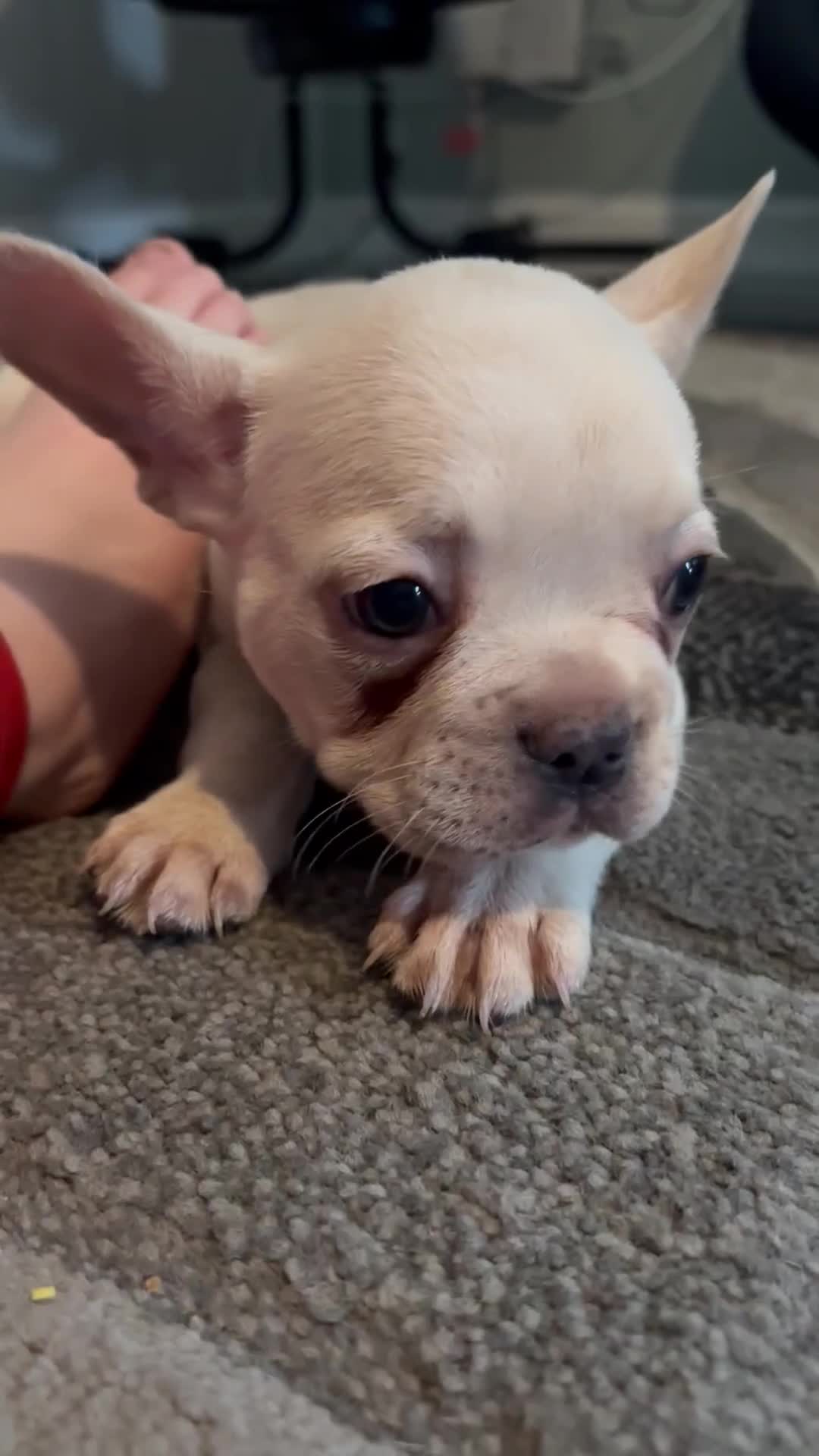 French Bulldog dogs for sale: White French bulldogs puppies  - Video 1