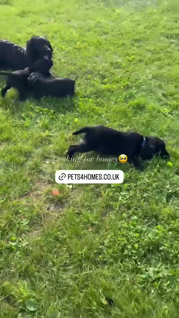 Cocker Spaniel dogs for sale: KC Registered Working Cocker Spaniel Puppies - Video 1