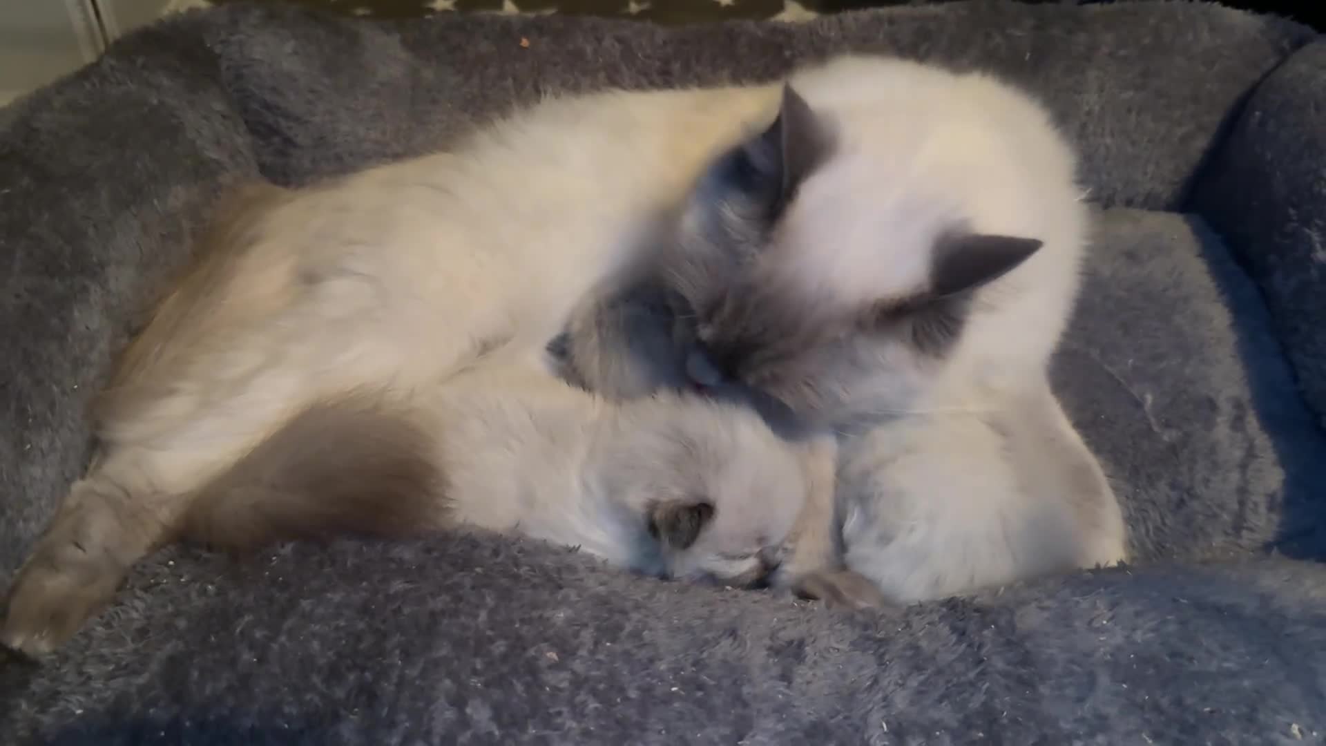 Ragdoll cats for sale: Ragdoll Boys - Video 1