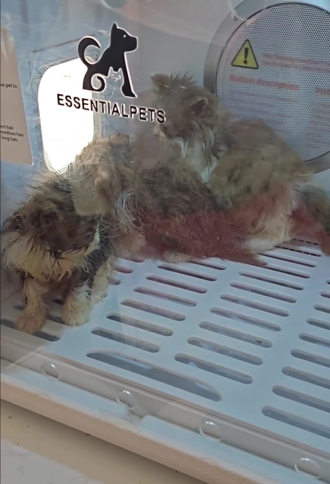 British Longhair cats for sale: Cinnamon bi colour longhair  - Video 2