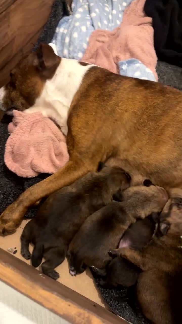 Staffordshire Bull Terrier dogs for sale: Staffordshire Bull Terrier Puppies - Video 2