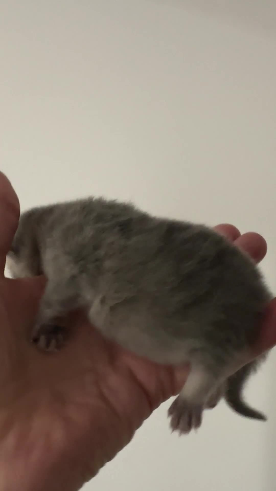 British Shorthair cats for sale: BSH Black Golden & Blue Golden Kittens - Video 4