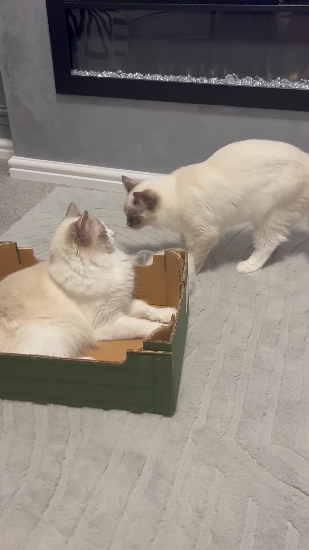 Ragdoll cats for sale: Beautiful Ragdoll Kittens in Durham - Video 1