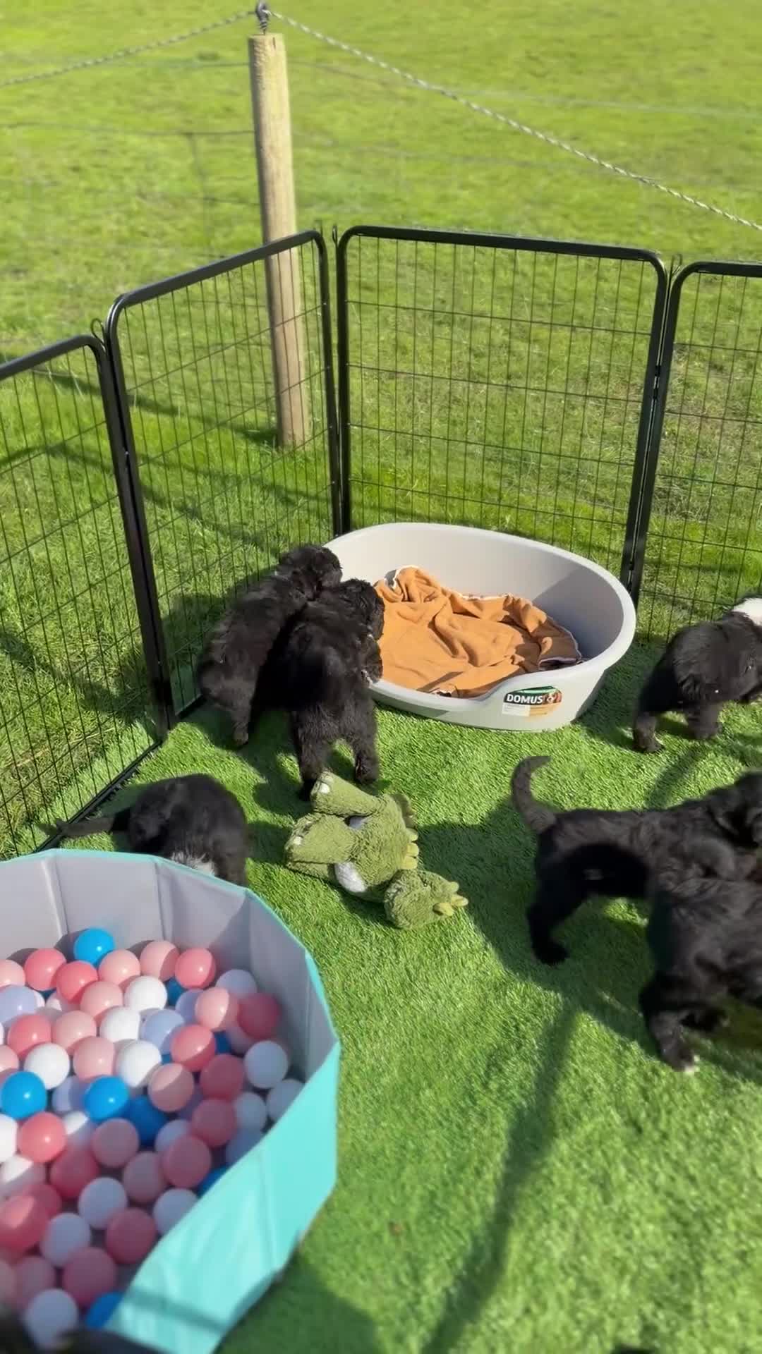 Sheepadoodle dogs for sale: F1 Sheepadoodle Puppies | 5* Licensed Breeder - Video 3