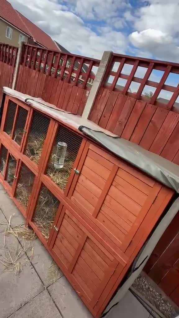 Mini Lop rabbits for sale: 2 female mini lop Rabbits (sister) with xl cage in Doncaster - Video 2