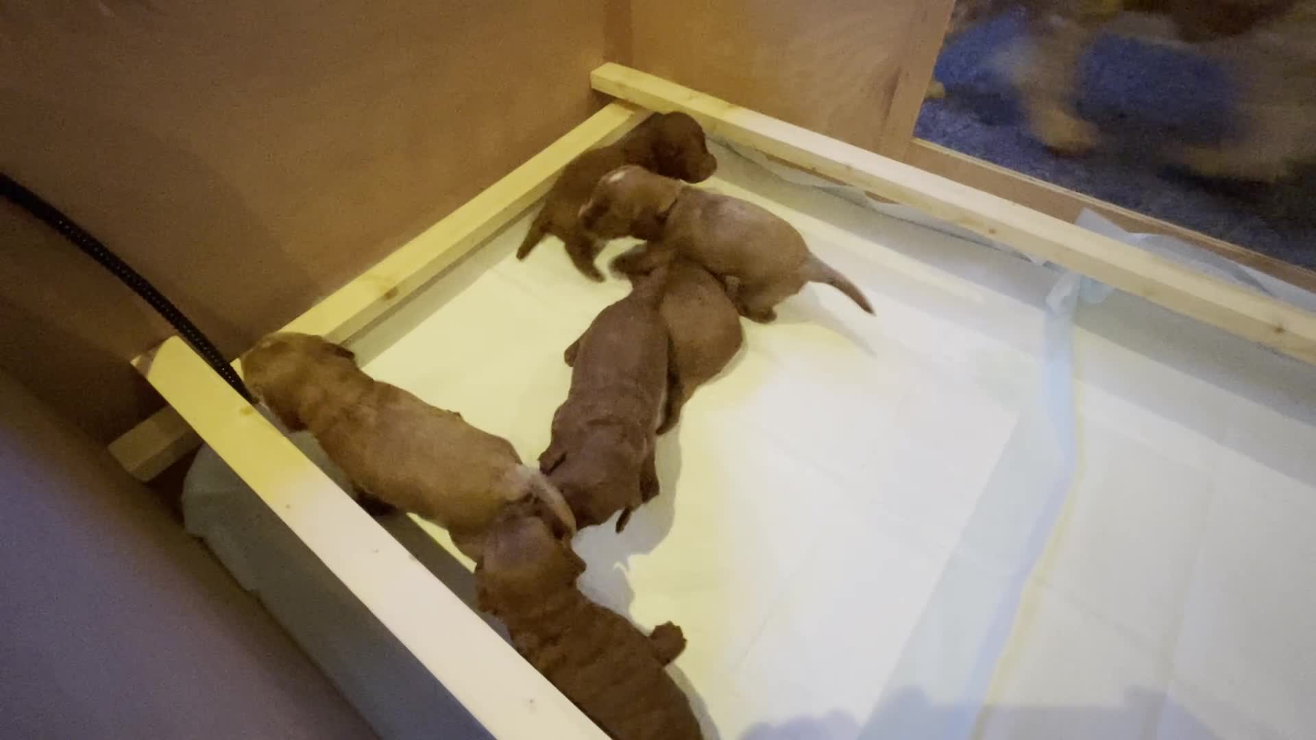 Cockapoo dogs for sale: Red Miniature Cockapoos – F1B - Video 1