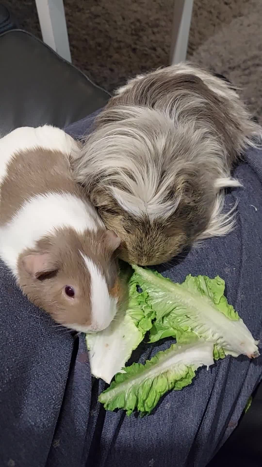 Guinea Pig rodents for sale: 2 x 2 year old beautiful girl piggies  - Video 2