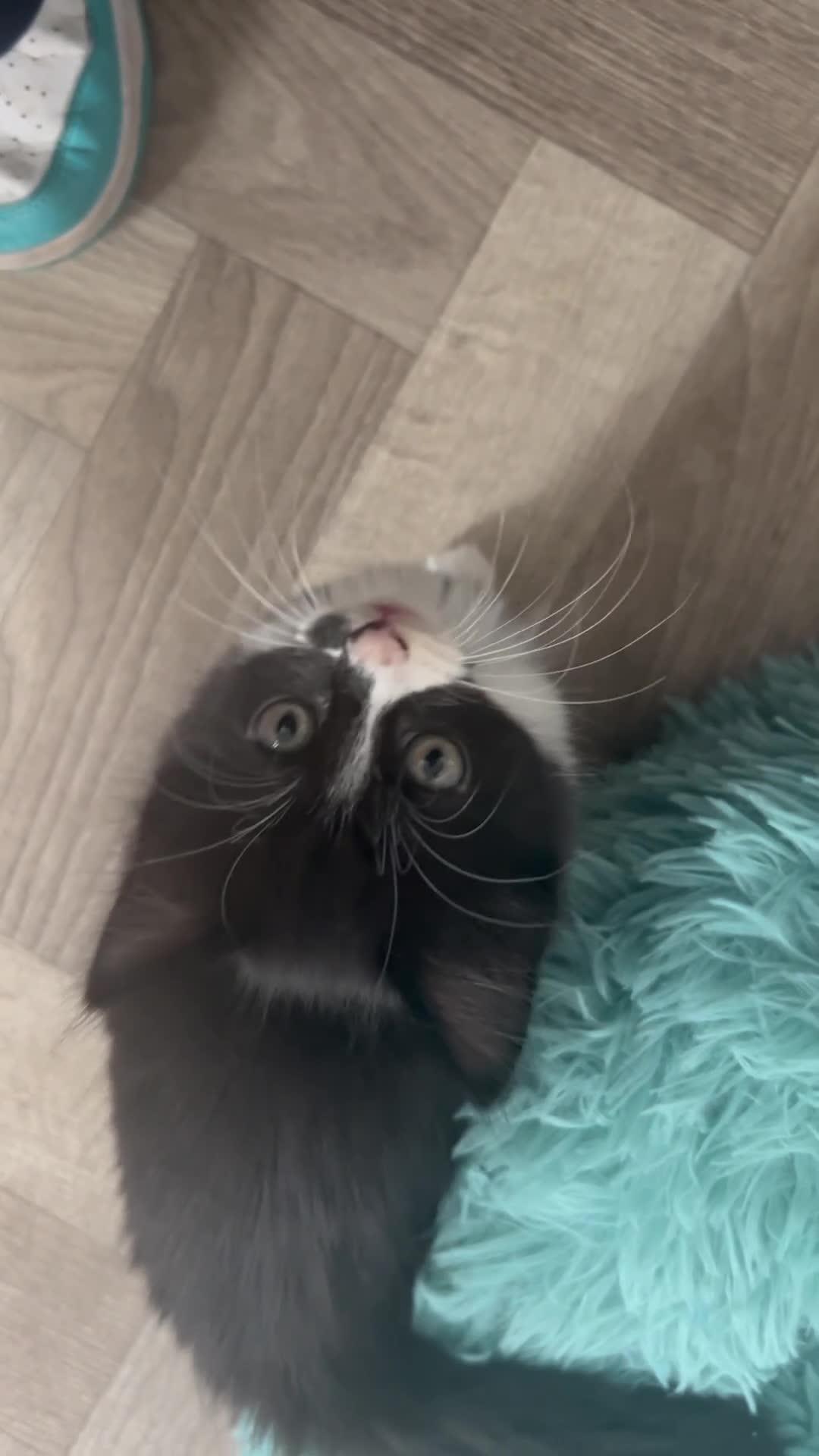 Mixed Breed cats for sale: Black & White Female Kitten - Video 2