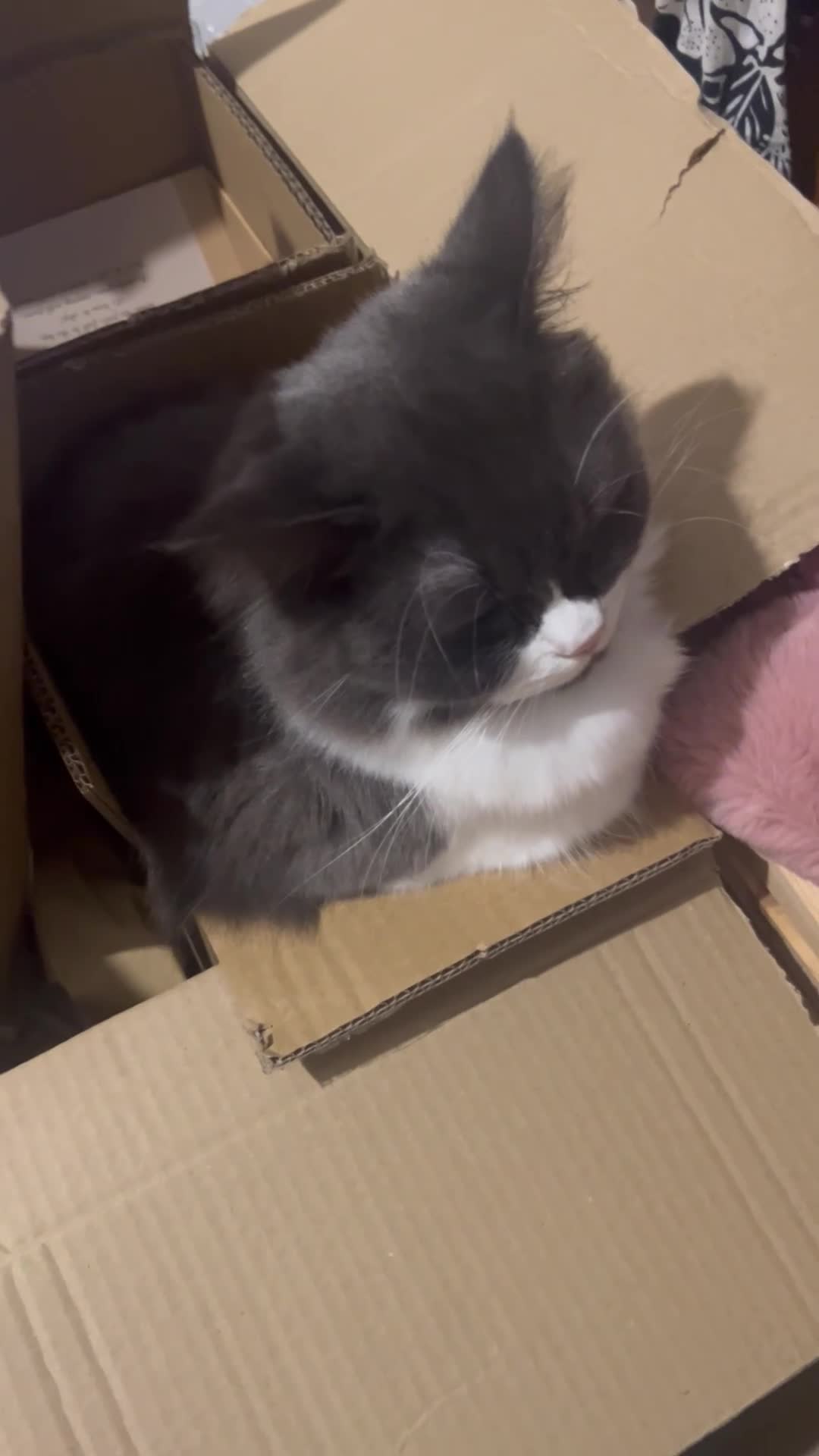 Ragdoll cats for sale: 2 Female/1 Male for Sad Sale - Video 1