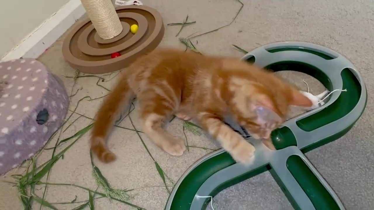 Mixed Breed cats for sale: Amiable mixed breed kttens - Video 1