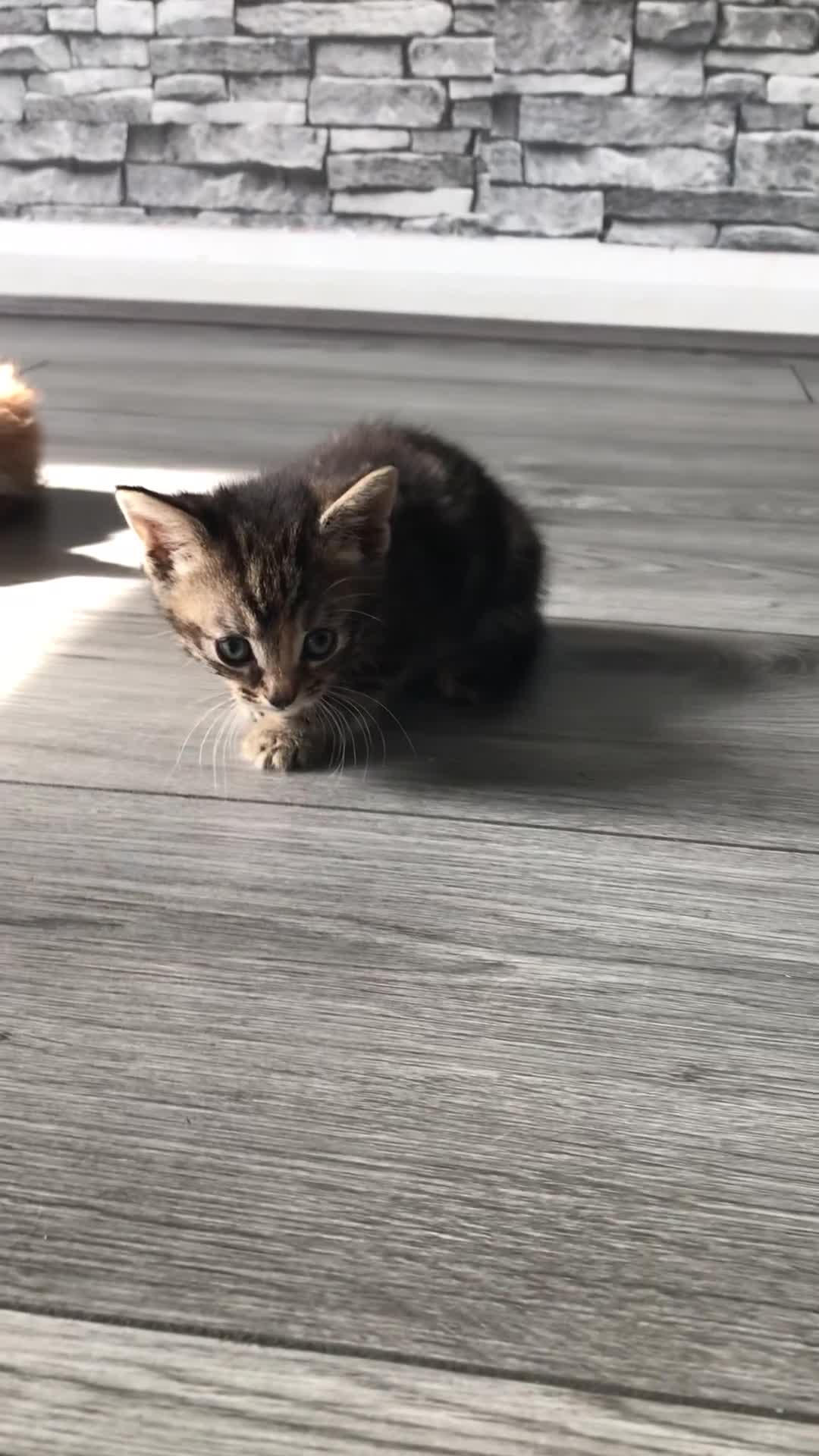 Mixed Breed cats for sale: kittens ready tabby girl - Video 1