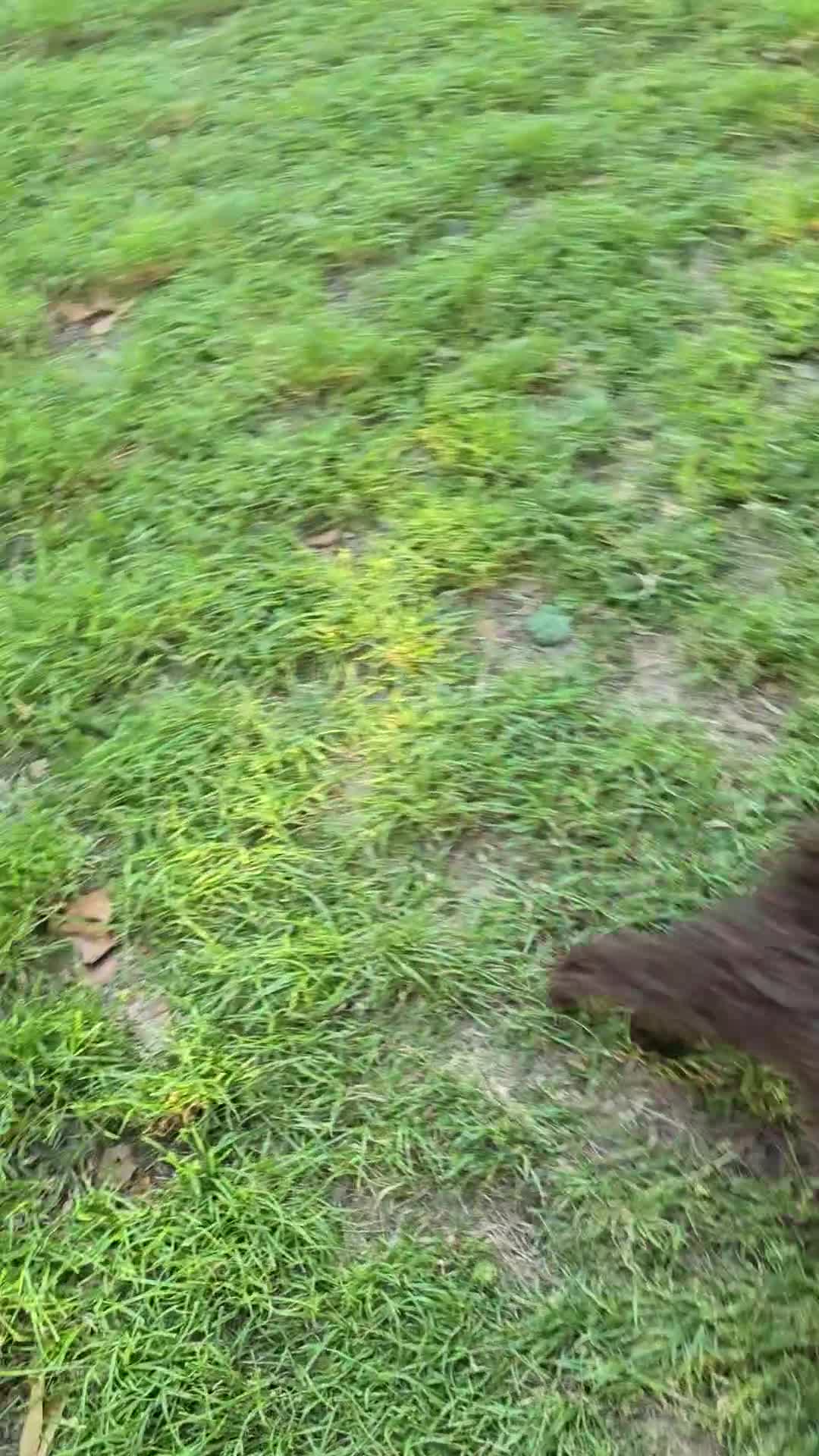 Toy Poodle dogs for sale: Toy Poodle  - Video 2