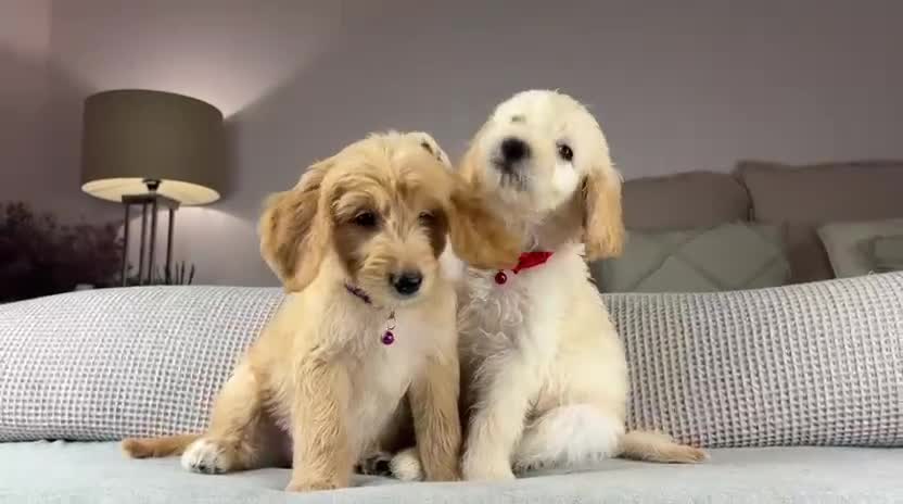Goldendoodle dogs for sale: ABSOLUTELY GORGEOUS DOODLES  - Video 1